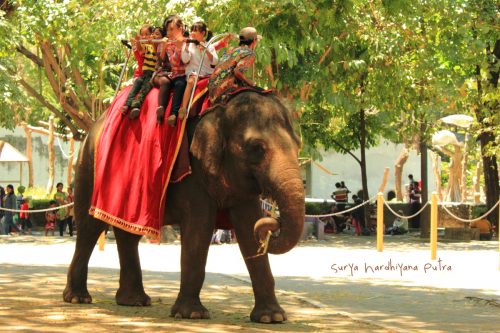 Atraksi Menunggang Gajah di Kebun Binatang Surabaya