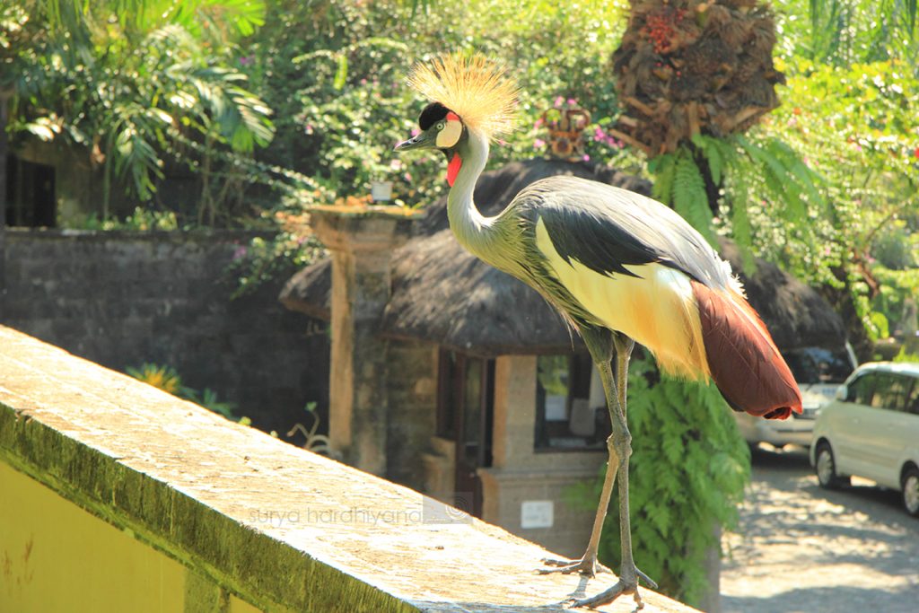 Burung Kasuari yang menyambut kedatangan pengunjung Bali Bird Park