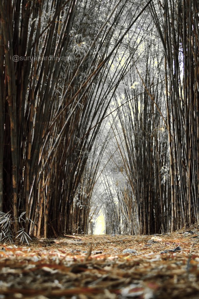 Hutan Bambu Keputih, Surabaya Dengan Filter Infrared