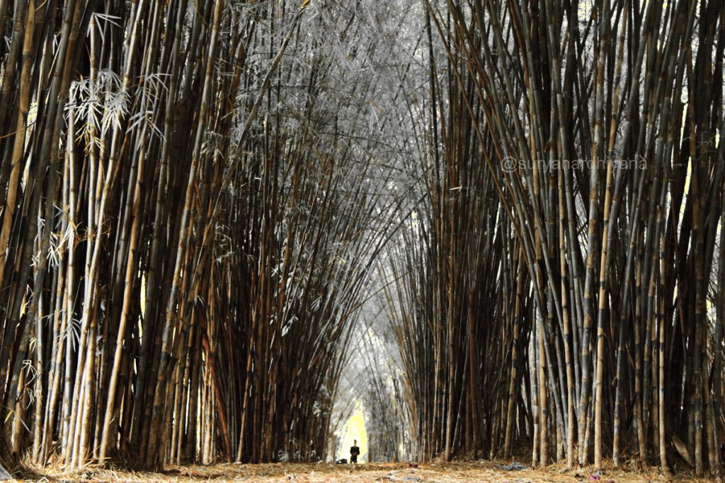 Hutan Bambu Keputih, Surabaya