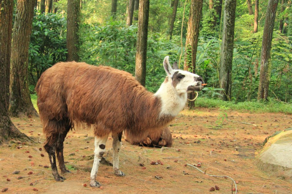 Llama koleksi Taman Safari II, Prigen