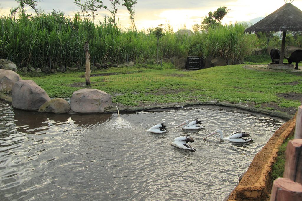 Harmoni Pelikan dan Banteng di Baobab Safari Resort, Taman Safari Indonesia II, Prigen, Jawa Timur