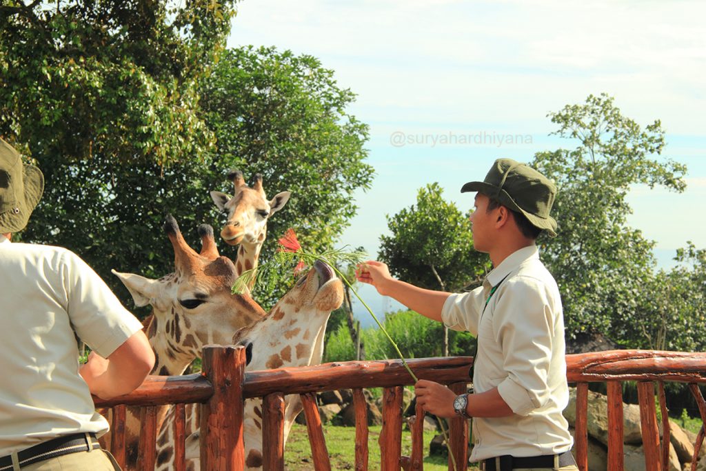 Memberi makan jerapah di Baobab Safari Resort, Taman Safari Indonesia II, Prigen, Jawa Timur