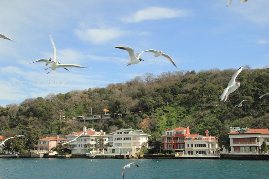 Burung-burung Camar yang mengikuti pelayaran Bosphorus Cruise
