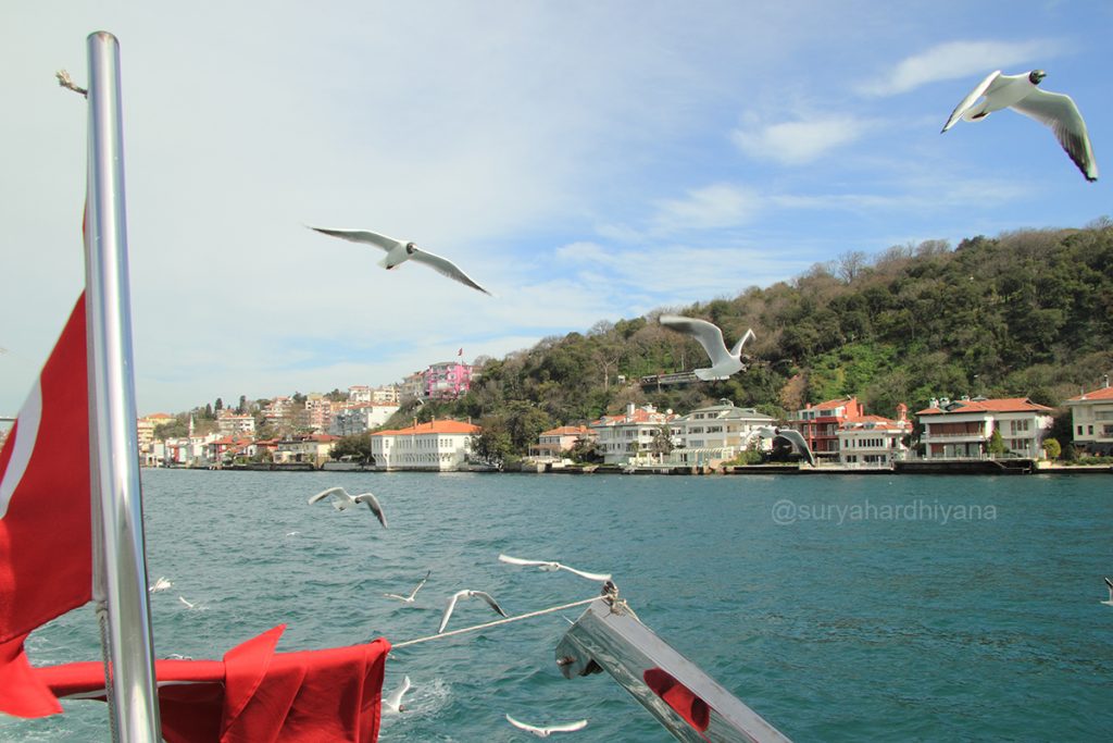 Burung camar pada pelayaran Bosphorus Cruise, Istanbul